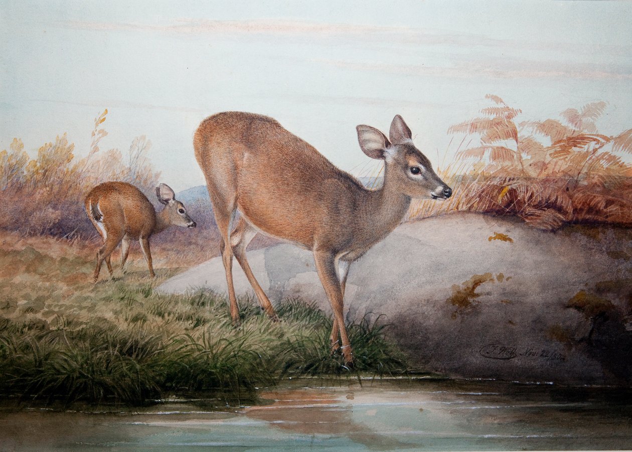 Kalifornian peura, noin 1850 tekijältä Joseph Wolf