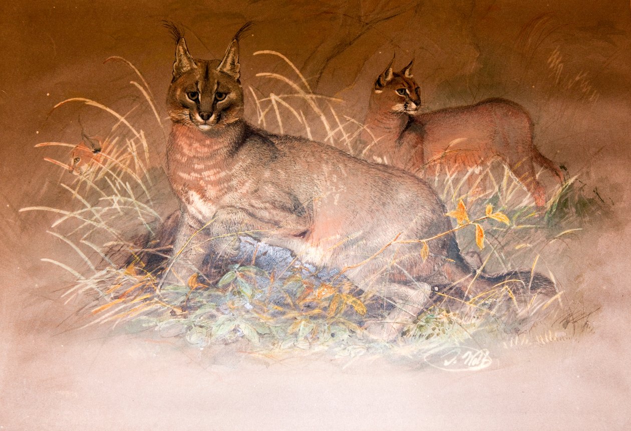 Caracal, 1851-69 tekijältä Joseph Wolf