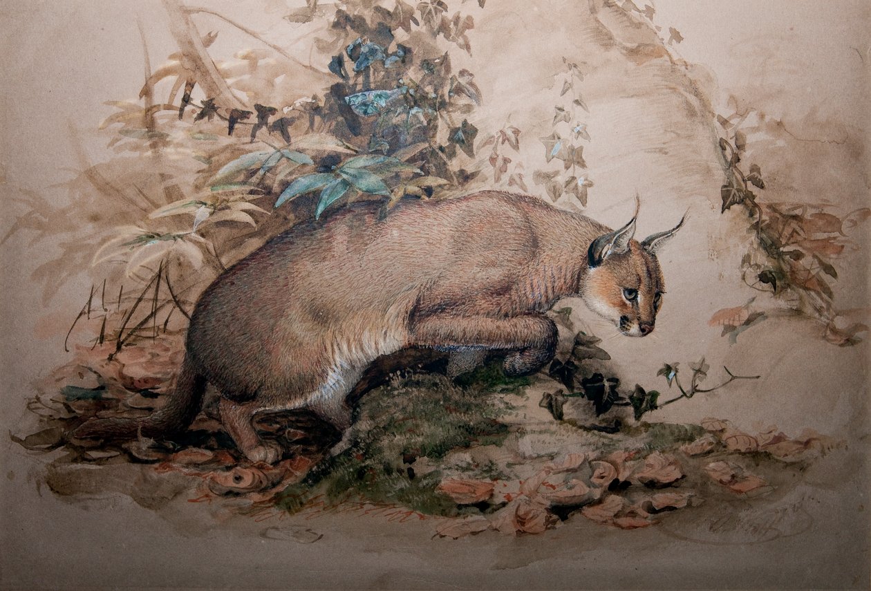 Caracal, 1851-69 tekijältä Joseph Wolf
