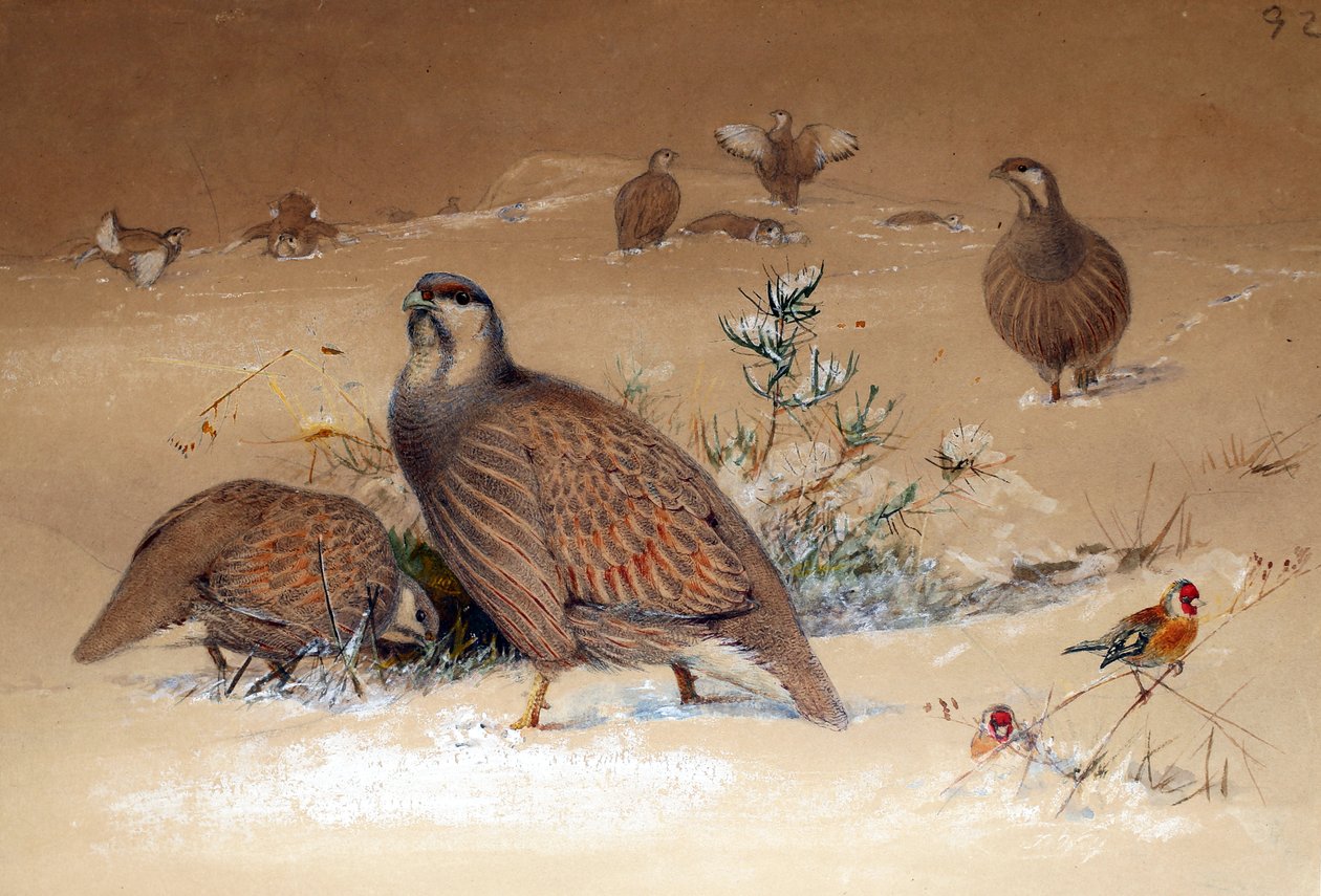 Kaspian pelto (Tetraogallus caspius), 1852-54 tekijältä Joseph Wolf