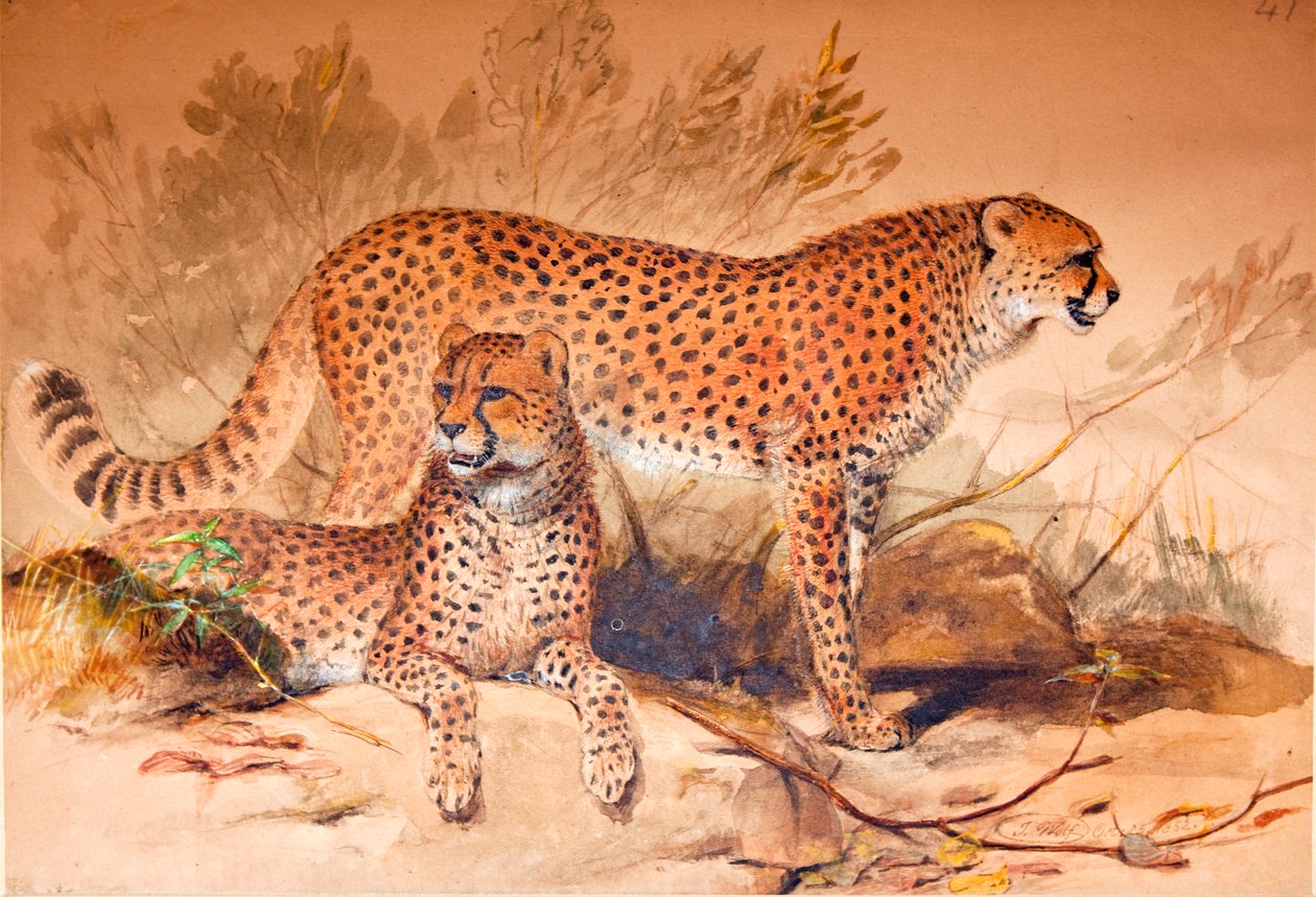 Cheetah, 1851-52 tekijältä Joseph Wolf