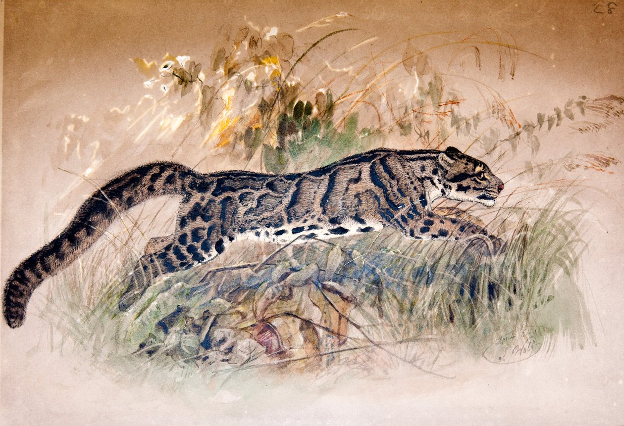 Pilvileopardi, 1851-69 tekijältä Joseph Wolf