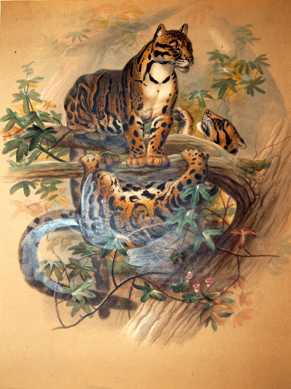 Pilvinen leopardi, 1861 tekijältä Joseph Wolf