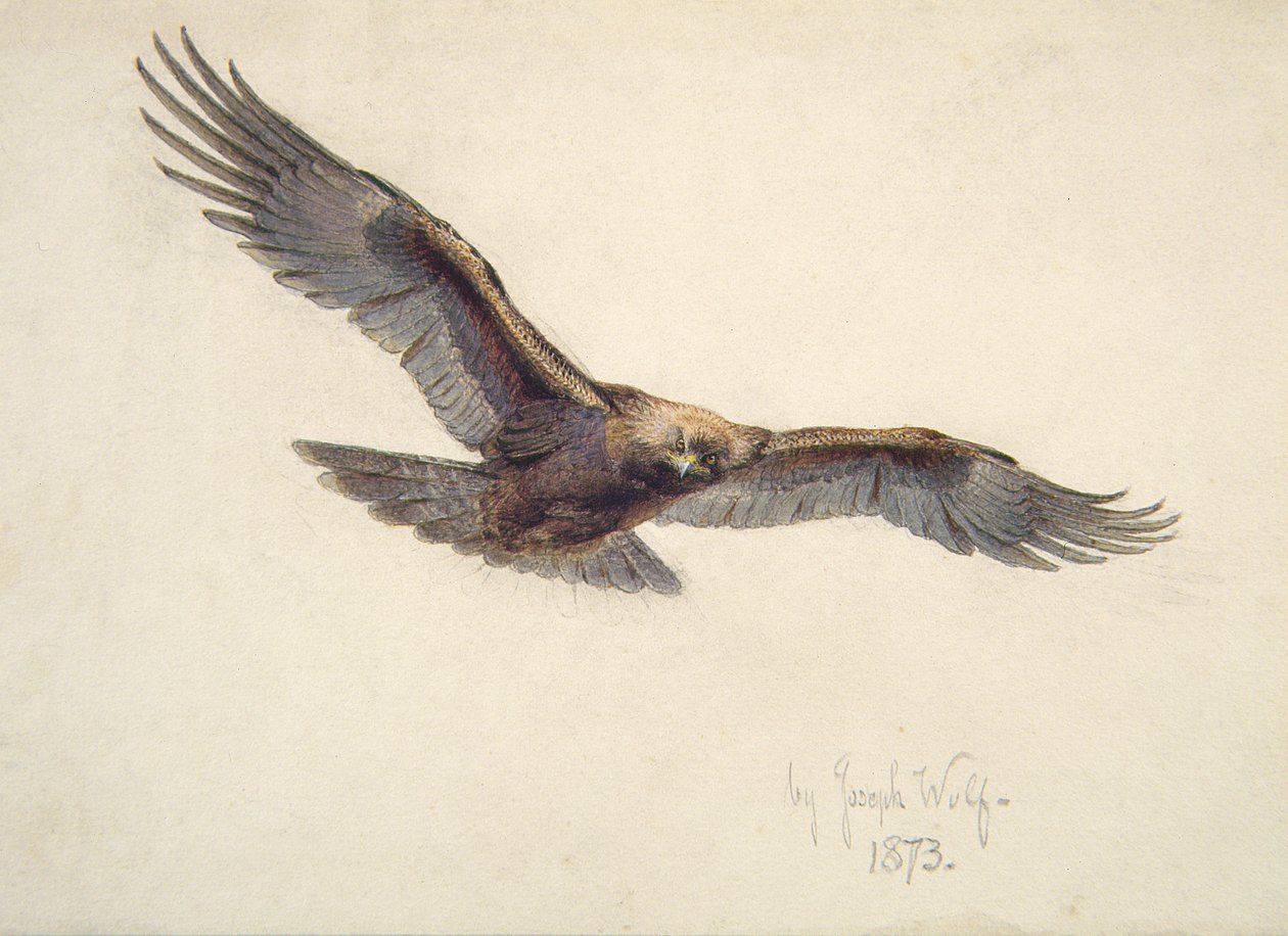 Kotka lennossa, 1873 tekijältä Joseph Wolf