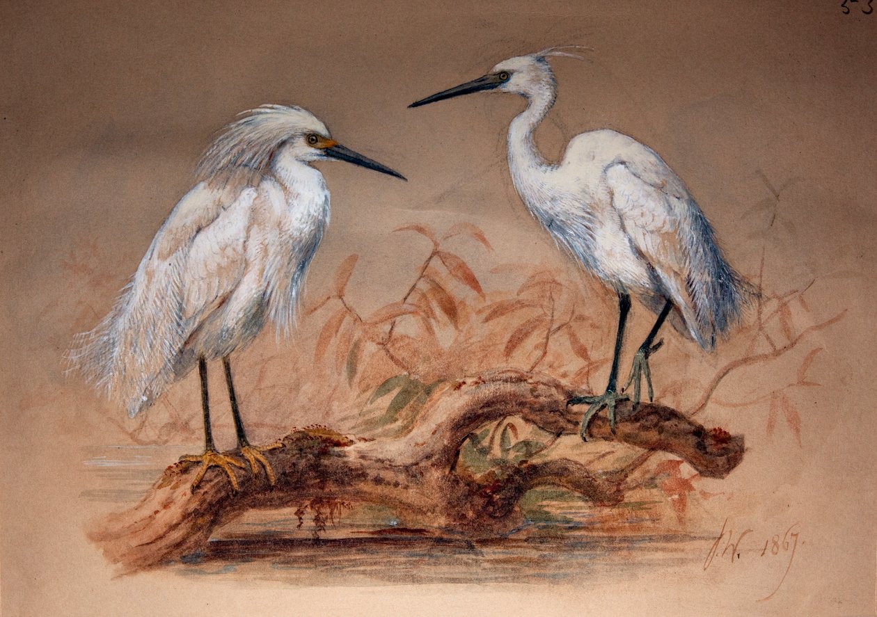 Haikarat (Ardea candidissima: Arda garzetta), 1867 (wc ja kynä paperille) tekijältä Joseph Wolf