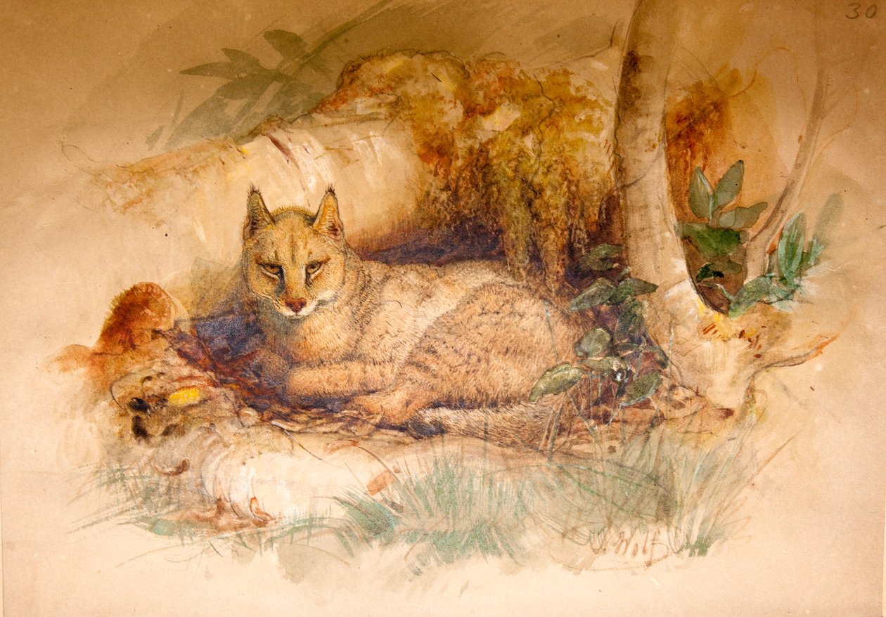 Egyptin kissa, 1851-69 tekijältä Joseph Wolf