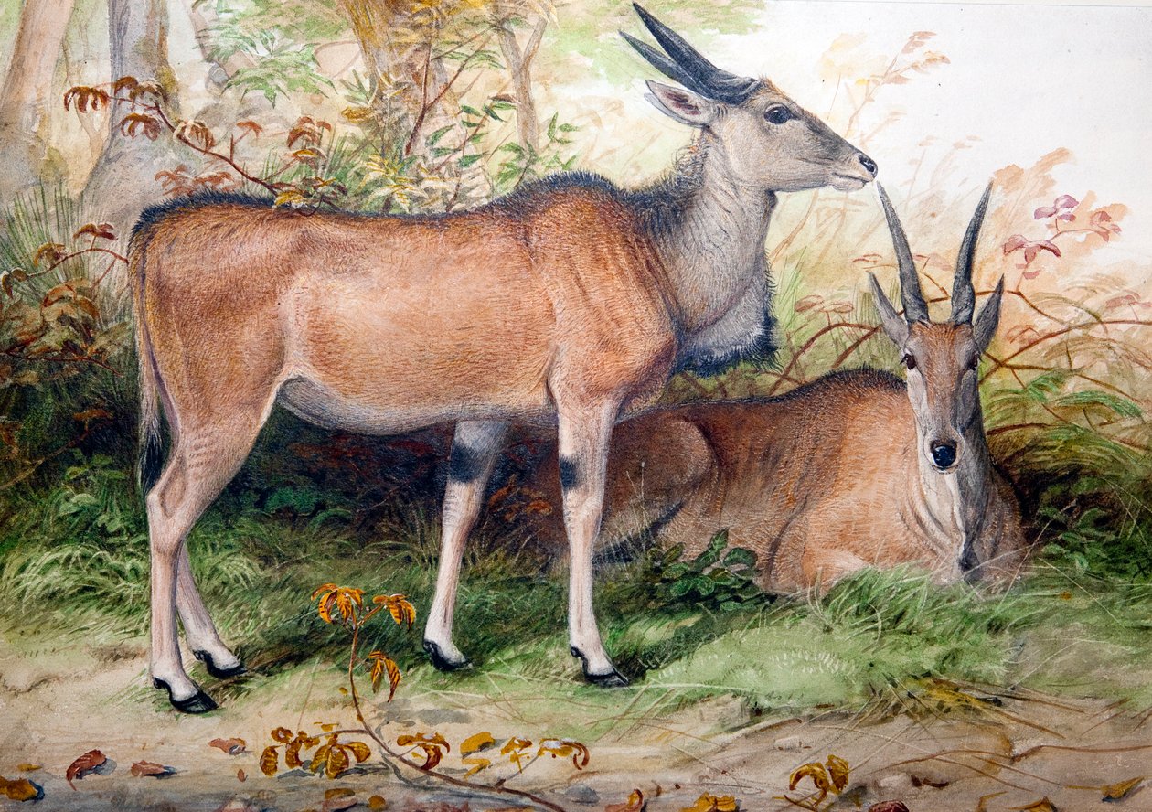 Elands, noin 1850 tekijältä Joseph Wolf