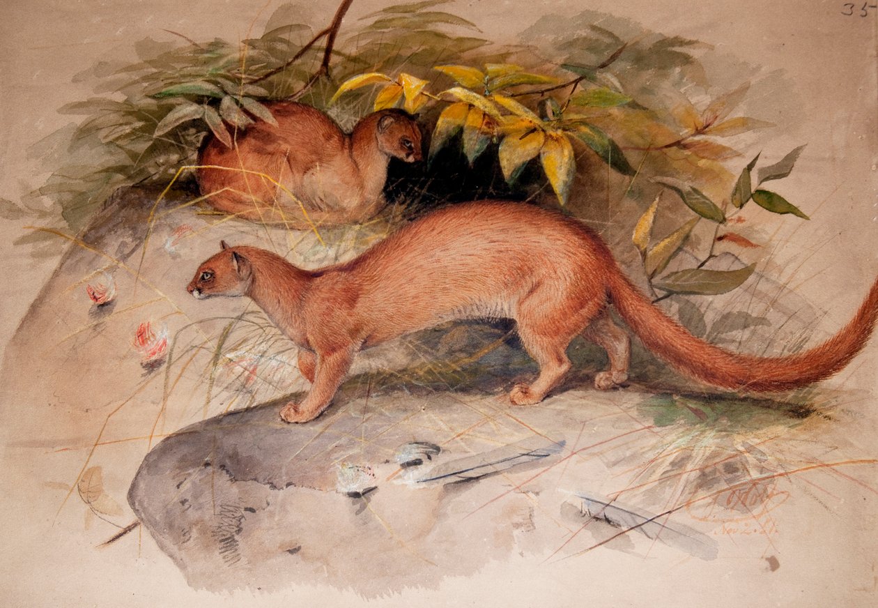 Korva (Felis ear), 1851 tekijältä Joseph Wolf
