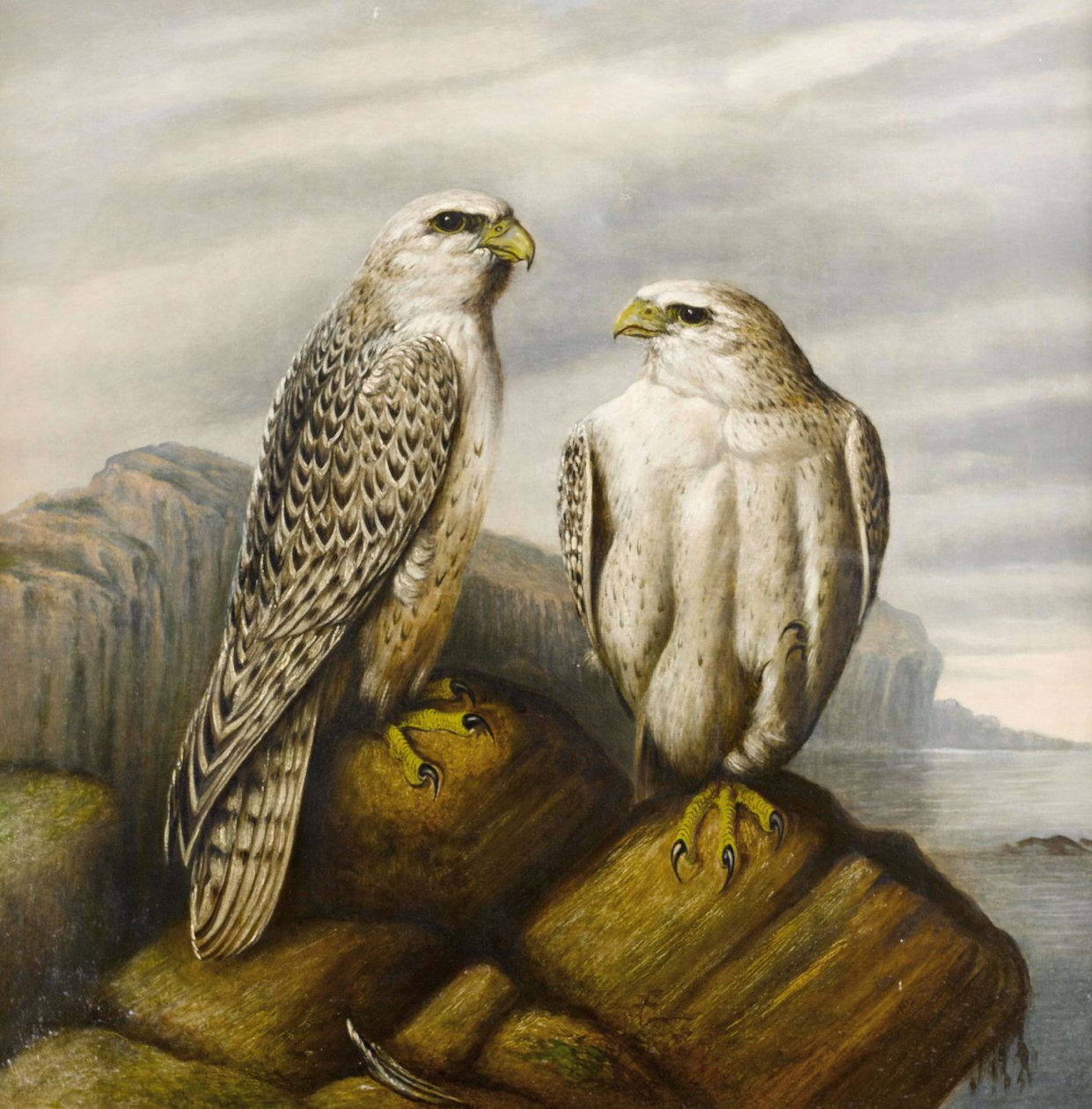 Gyr haukkoja kallioisella reunalla tekijältä Joseph Wolf