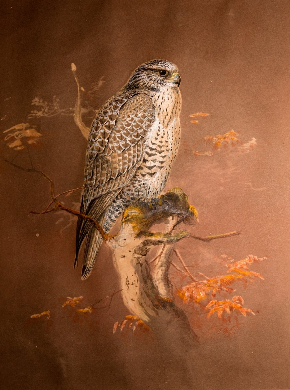 Iceland Falcon (Hierofalco islandus), 1856-67 (wc ja kynä paperille) tekijältä Joseph Wolf