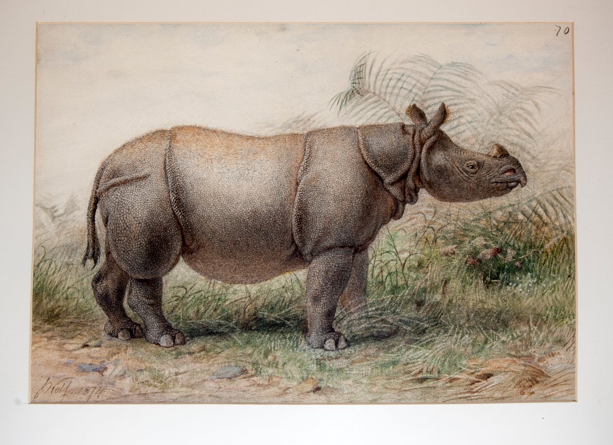 Jaavan Rhinoceros, 1874 tekijältä Joseph Wolf