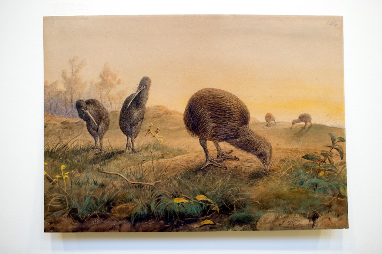 Kiwi Mantells, 1852 tekijältä Joseph Wolf