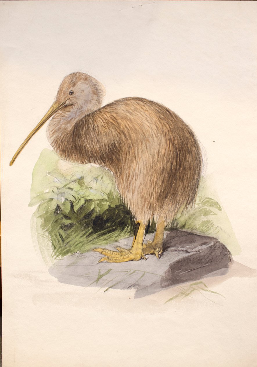 Kiwi, noin 1850 tekijältä Joseph Wolf