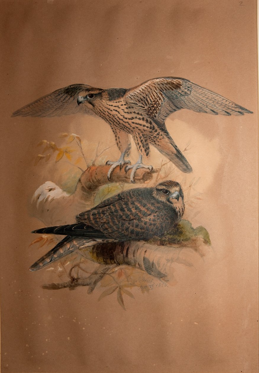 Lanner Falcon (Falco lanarius), 1856 tekijältä Joseph Wolf