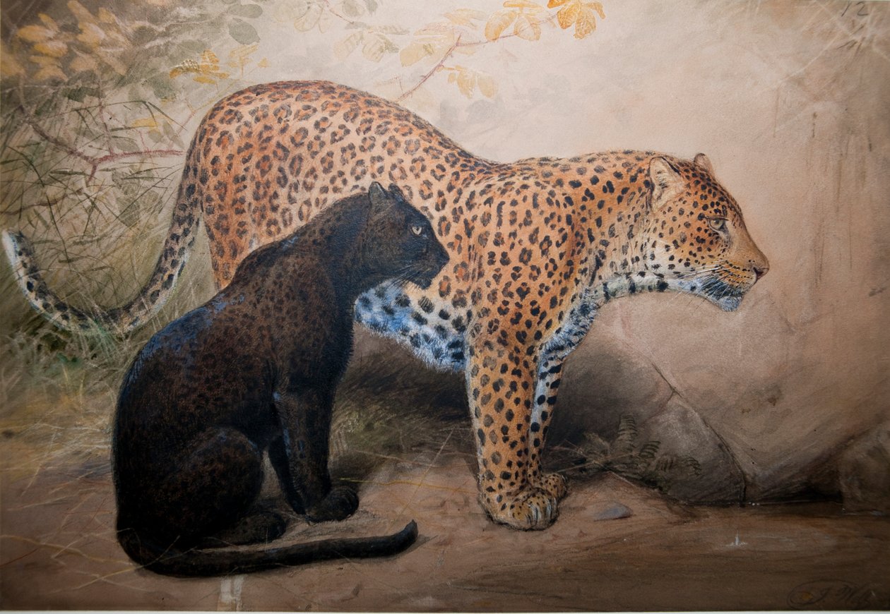 Leopardit, 1851-69 tekijältä Joseph Wolf