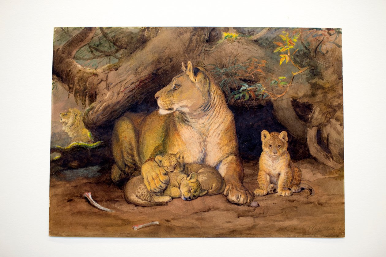 Lioness ja Young, 1855 tekijältä Joseph Wolf