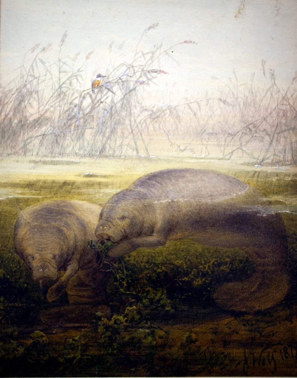 Manaatti, 1879 tekijältä Joseph Wolf