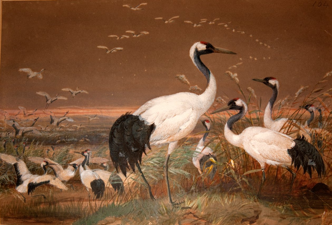 Manchurian Crane (Grus viridirostris), n.1851-76 (wc ja kynä paperilla) tekijältä Joseph Wolf