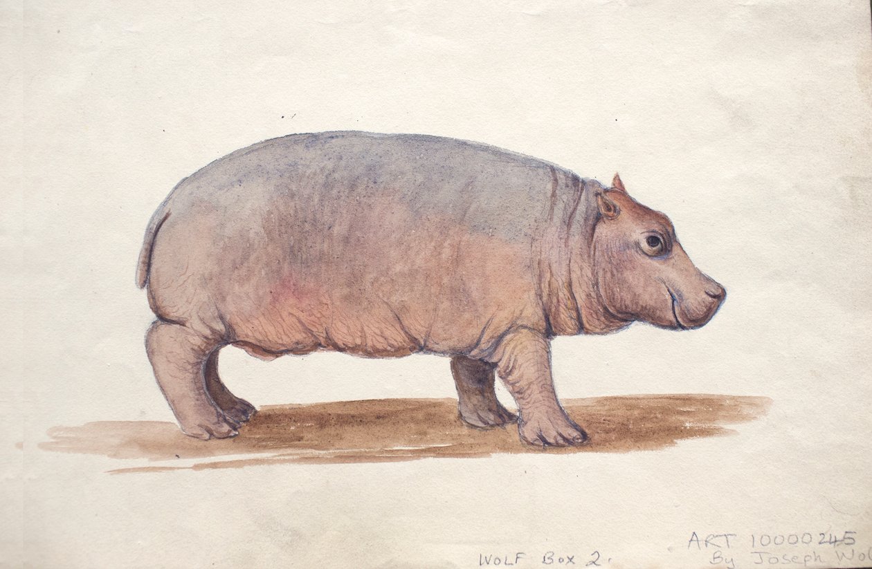 Obaysch, n. 1850 tekijältä Joseph Wolf