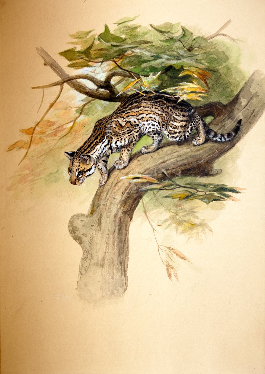 Ocelot, 1851 tekijältä Joseph Wolf