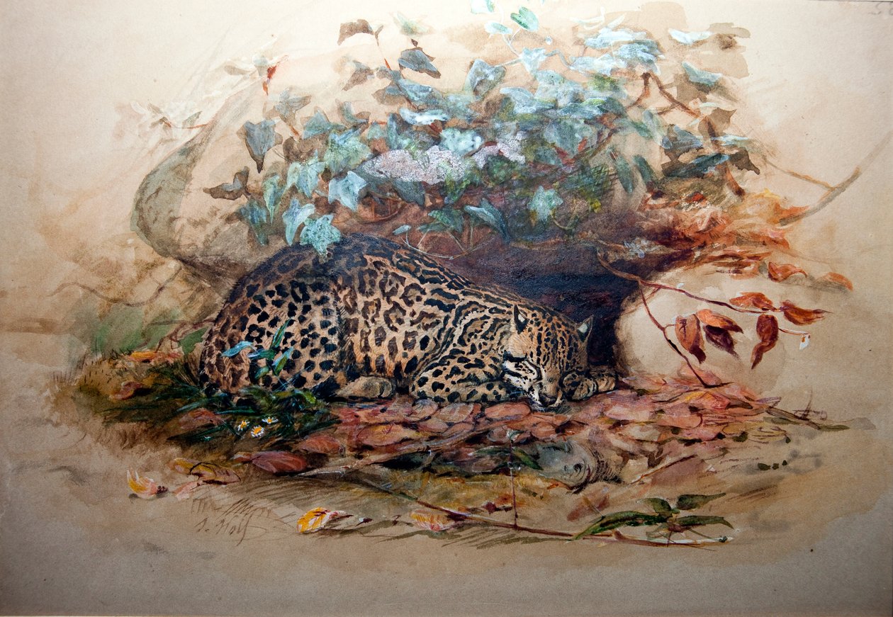 Ocelot, 1851-52 tekijältä Joseph Wolf