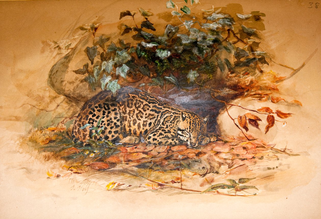 Ocelot, 1851-52 tekijältä Joseph Wolf