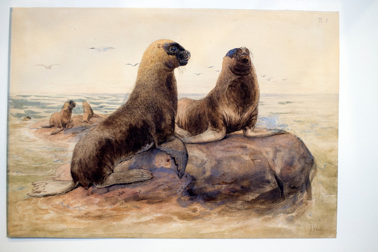 Pantagonian merileijonat, noin 1865 tekijältä Joseph Wolf