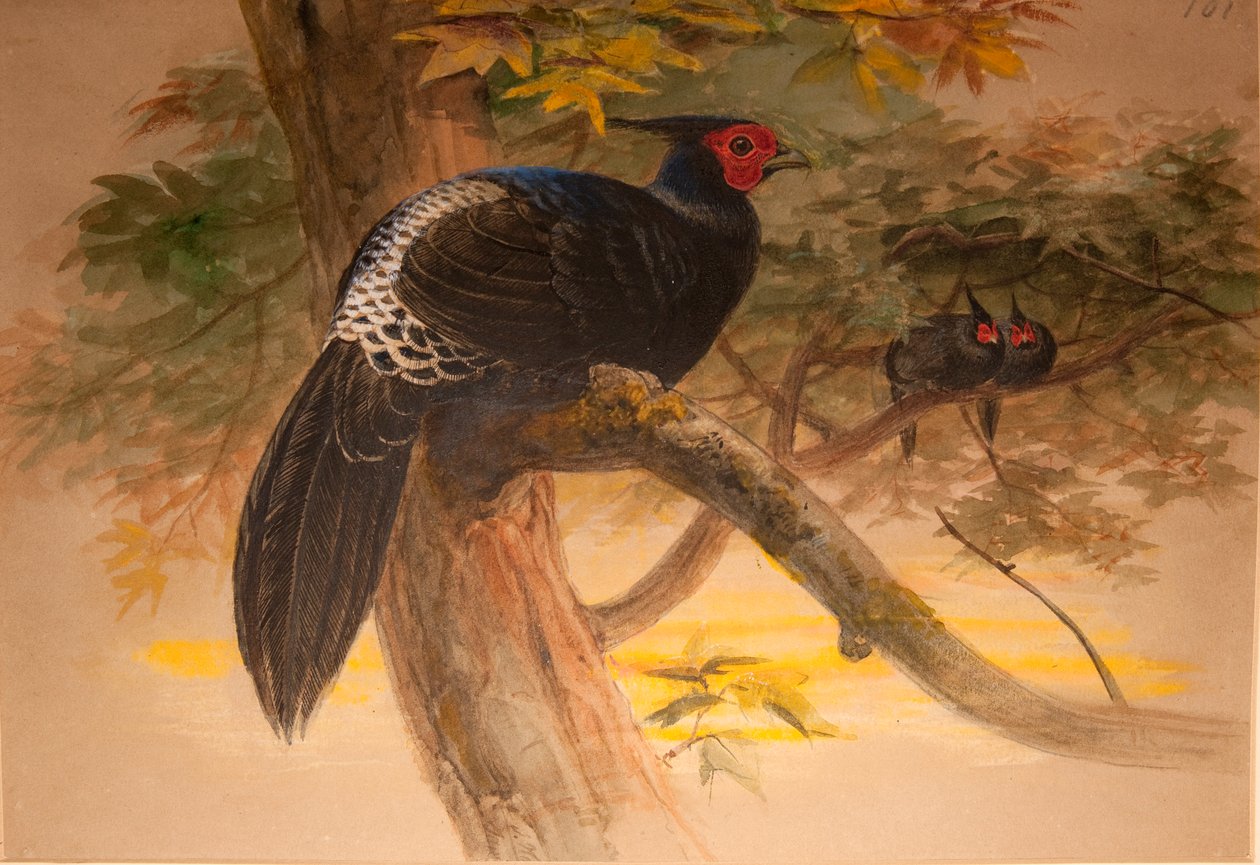 Purple Kaleege (Euplocamus horsfieldi), n. 1851-1876 (wc ja kynä paperilla) tekijältä Joseph Wolf
