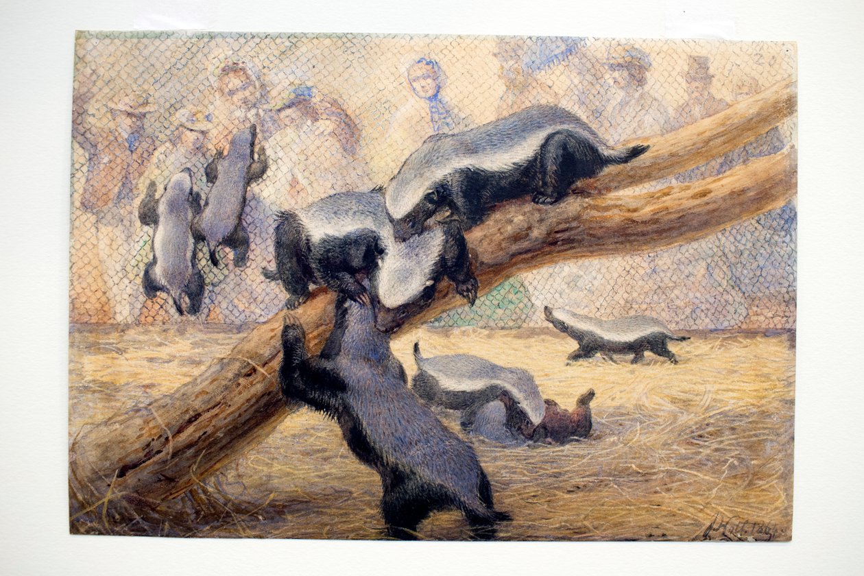 Ratels, 1864 tekijältä Joseph Wolf