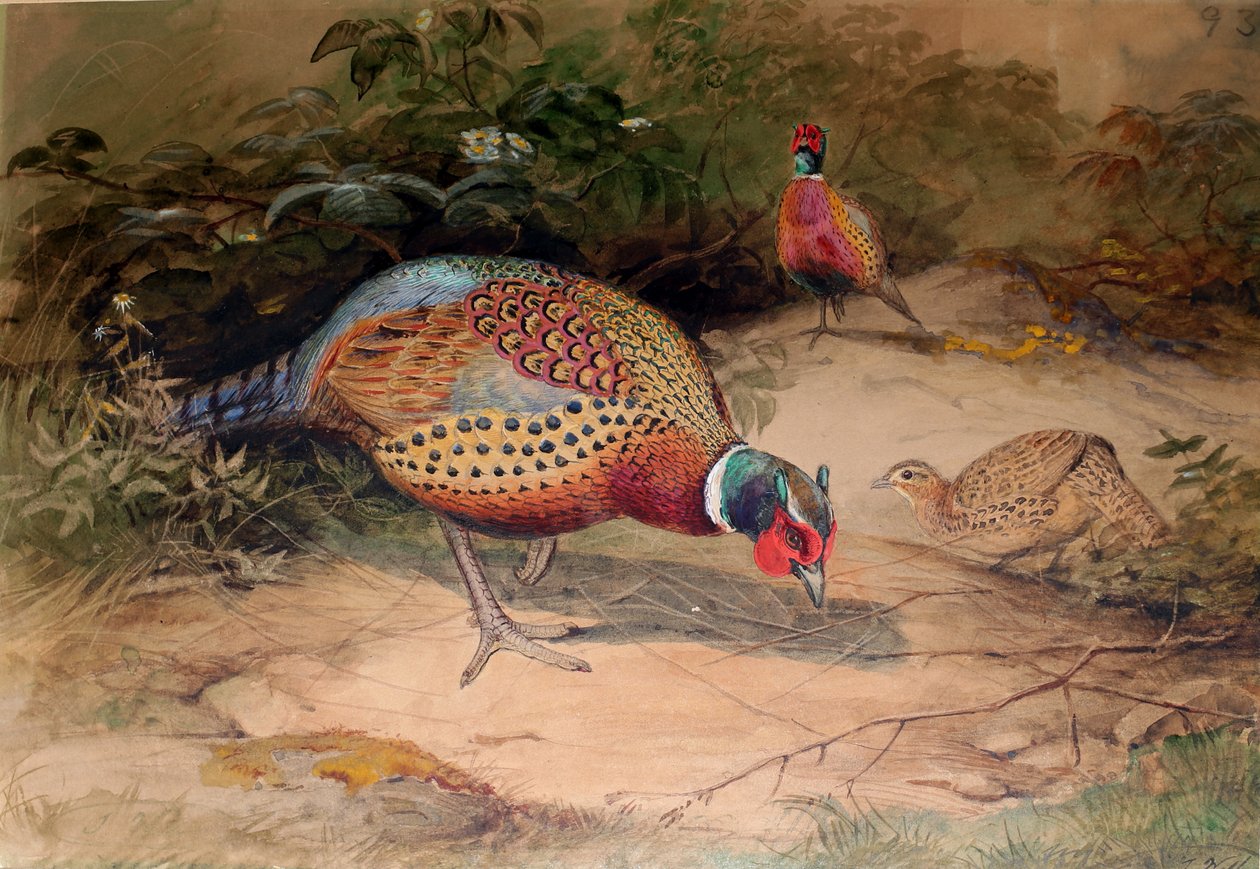Sormuskaulafasaani (Phasianus torquatus), 1852-54 tekijältä Joseph Wolf