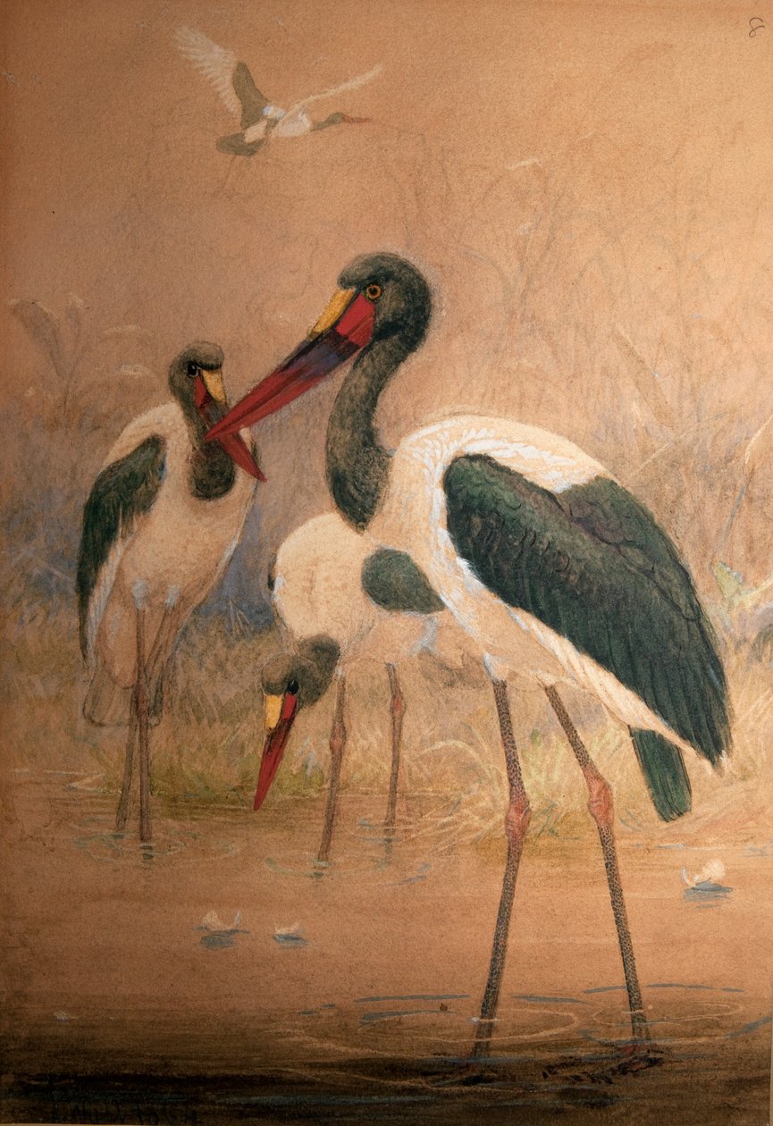 Satulanokkahaikara (Xenorhynchus senegalensis), 1856-67 tekijältä Joseph Wolf