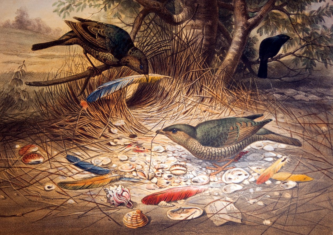 Satin Bowerbird, 1861 tekijältä Joseph Wolf