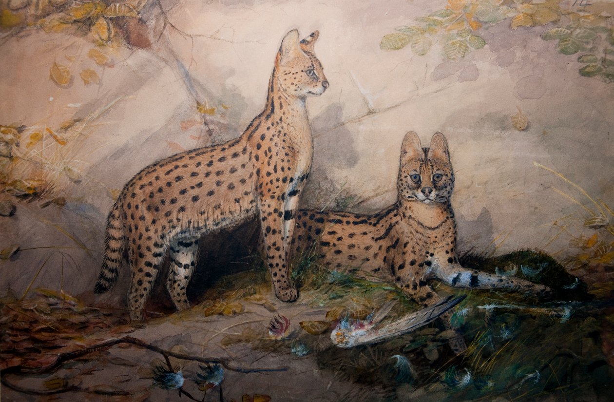 Serval, 1851-1869 tekijältä Joseph Wolf