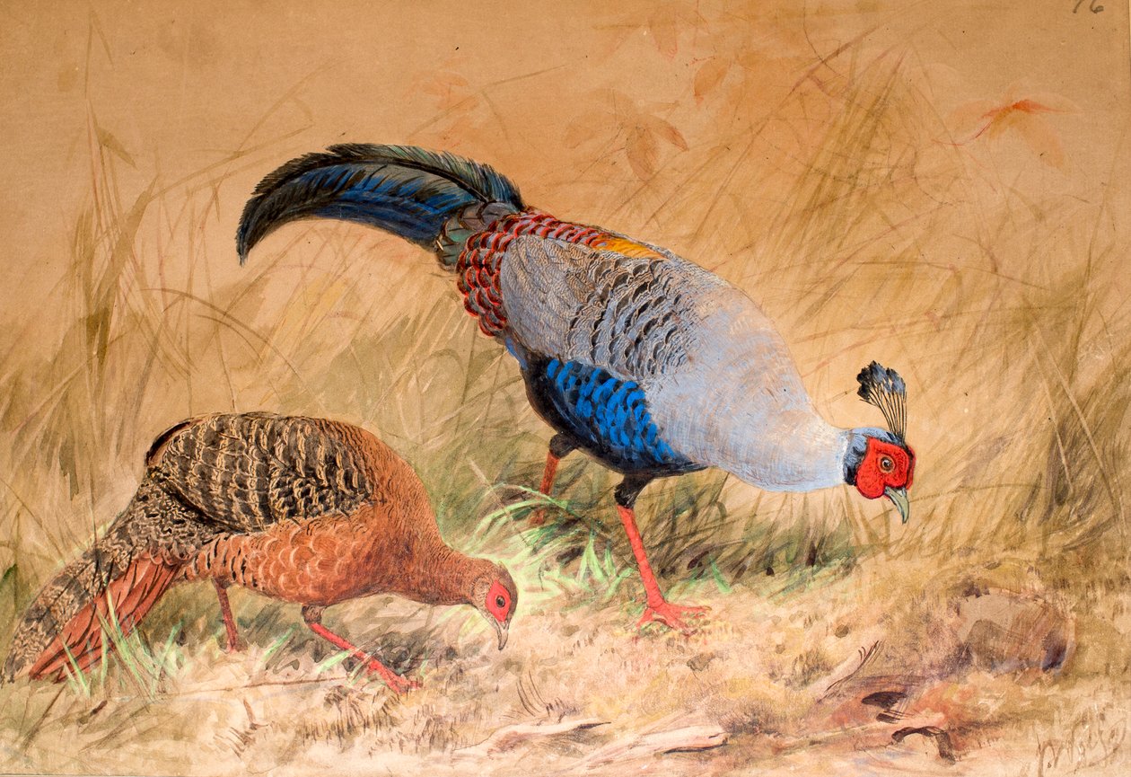 siamilainen fasaani (Euplocamus praelatus), 1852-54 tekijältä Joseph Wolf