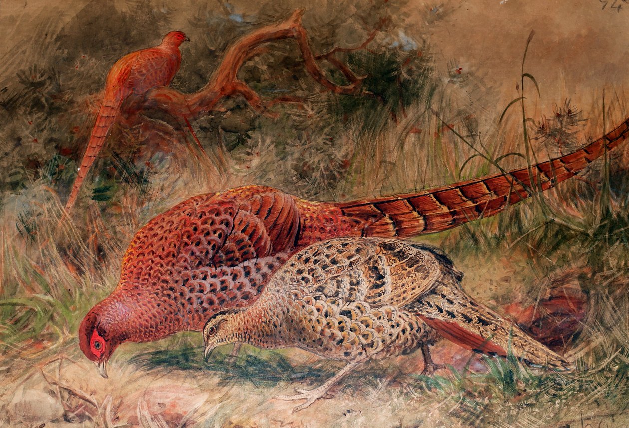 Soemmerringin fasaani (Phasianus soemmerringi), 1852-54 tekijältä Joseph Wolf