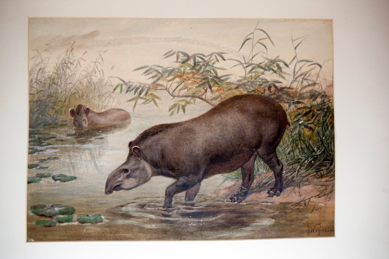 Tapir, 1880 tekijältä Joseph Wolf
