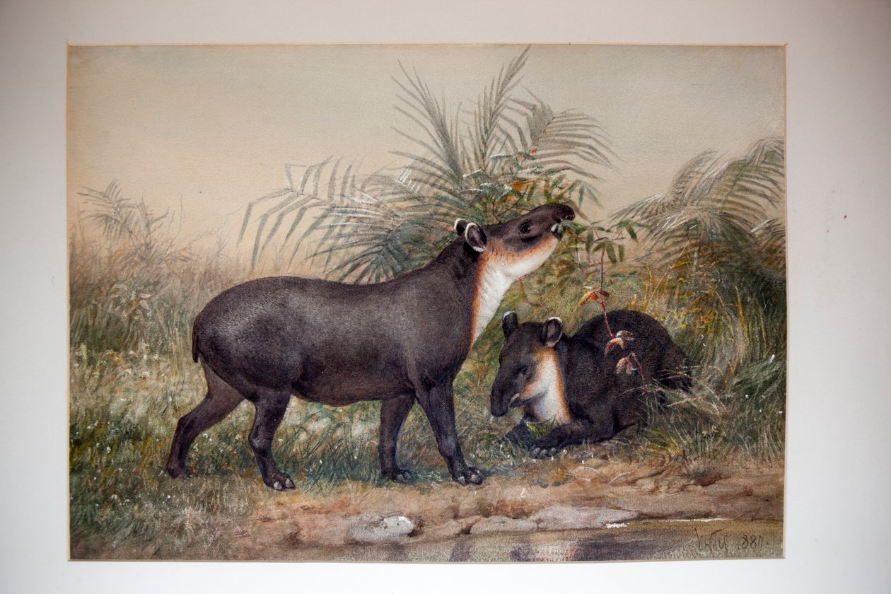 Tapir, 1880 tekijältä Joseph Wolf