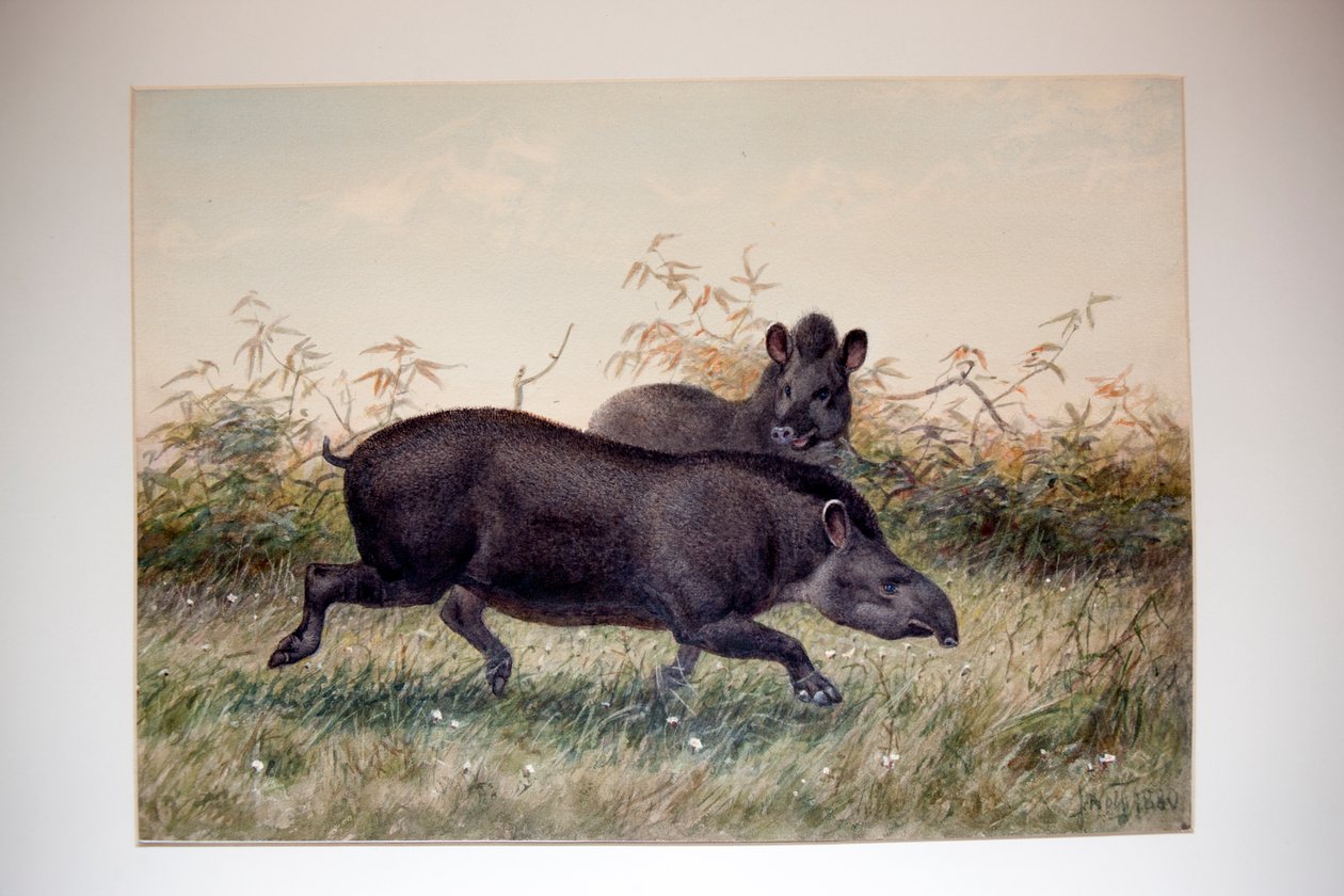 Tapir, 1880 tekijältä Joseph Wolf