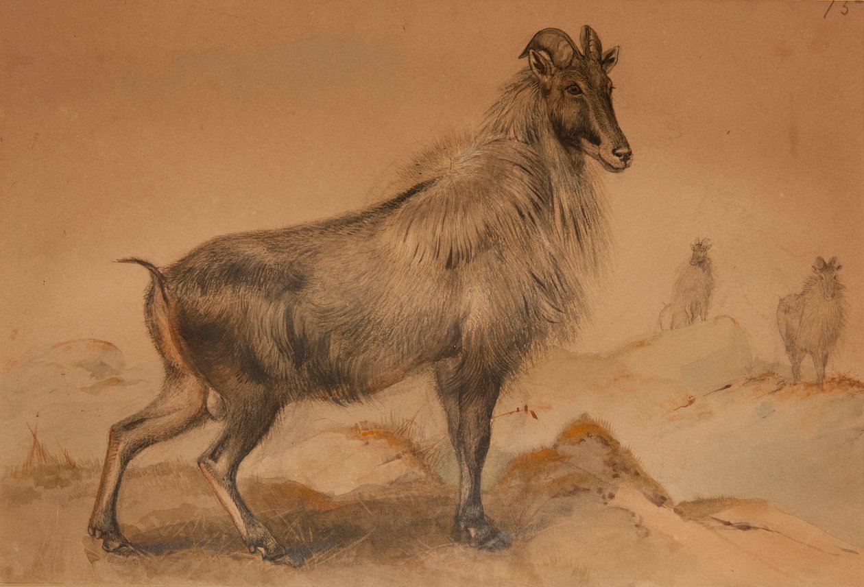 Thar tekijältä Joseph Wolf