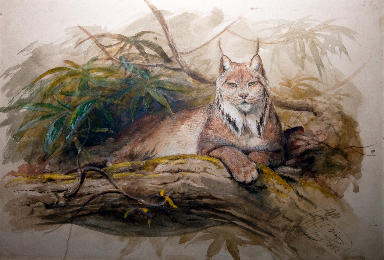 Kanadanilves (Felis canadensis), 1852 tekijältä Joseph Wolf