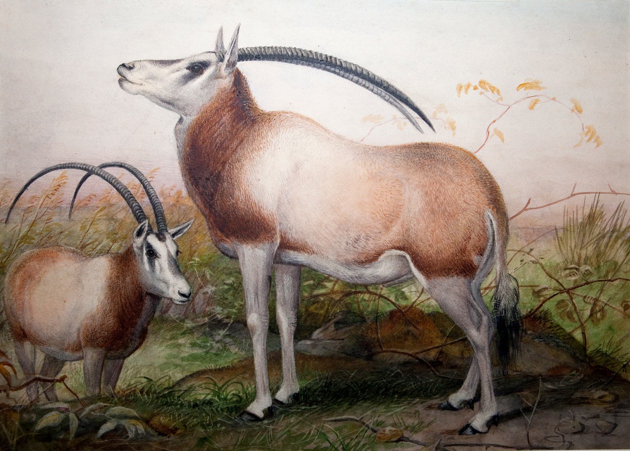 Leucoryx-antilooppi, Oryx Leucoryx, n. 1850 tekijältä Joseph Wolf