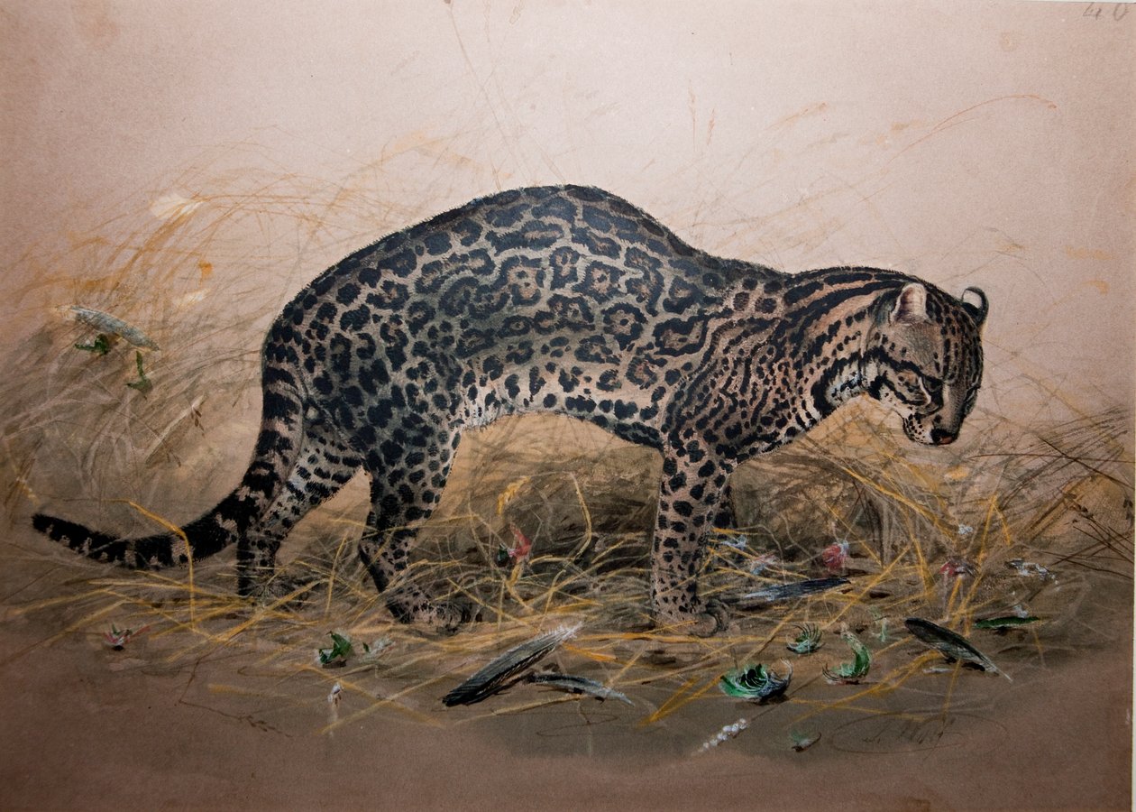Maalattu Ocelot (Felis picta), n. 1850 tekijältä Joseph Wolf