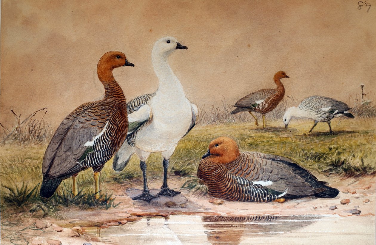 Ylämaanhanhi (Bernicla magellanica), 1852-54 tekijältä Joseph Wolf