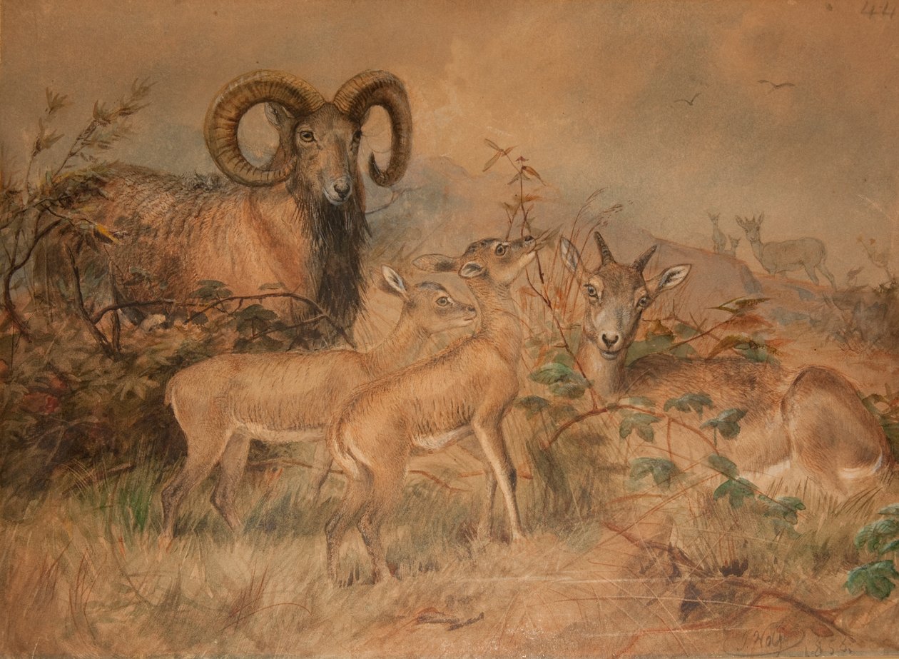 Vignen villilammas, 1858 tekijältä Joseph Wolf