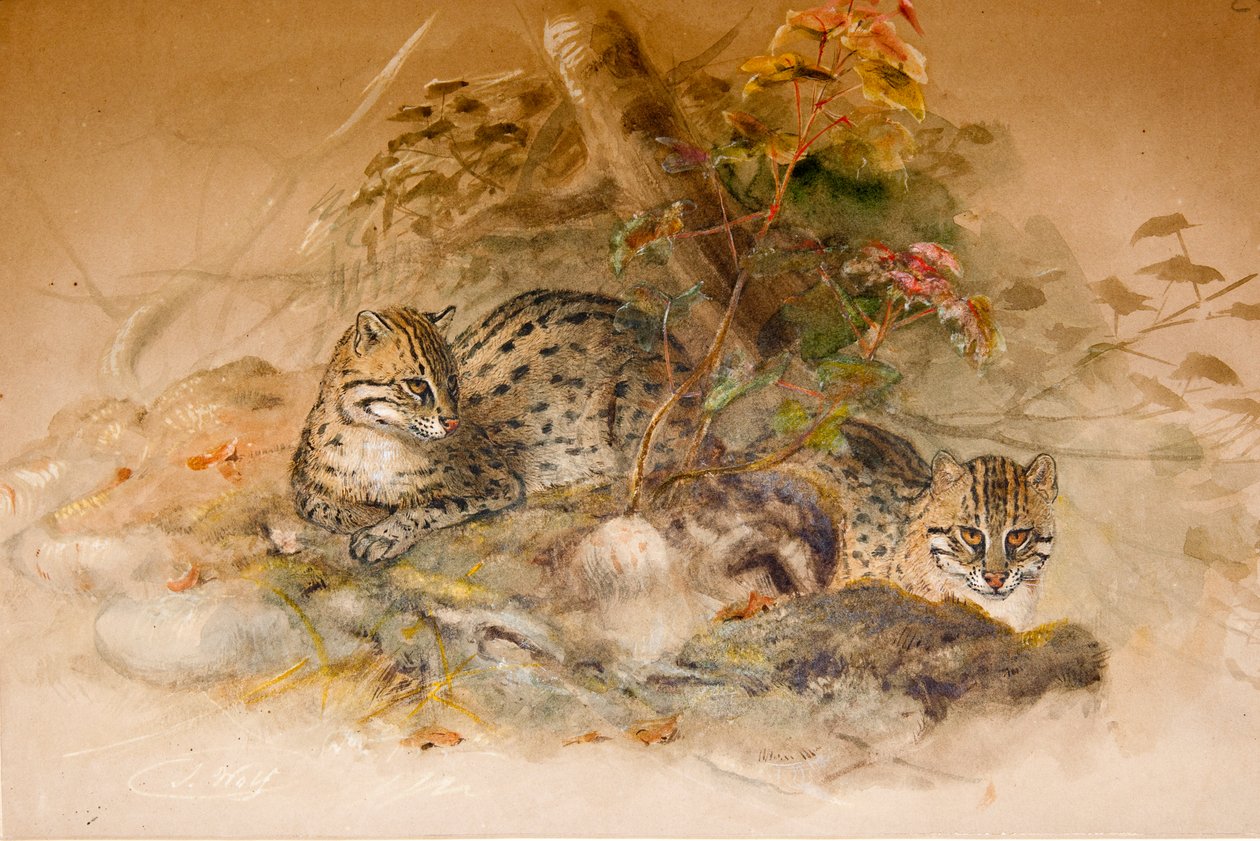Wagati Cat, 1851-69 tekijältä Joseph Wolf