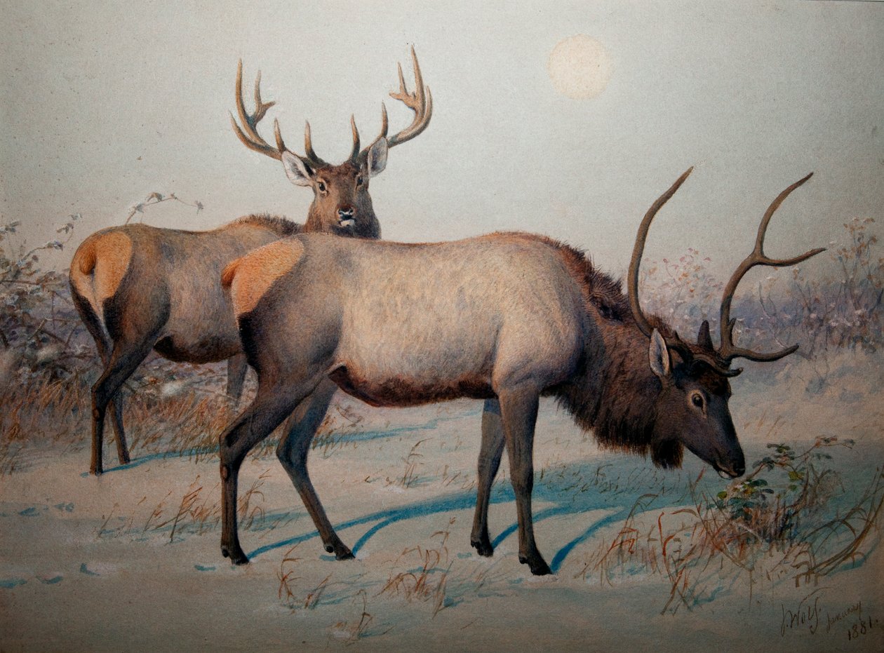 Wapiti, noin 1850 tekijältä Joseph Wolf