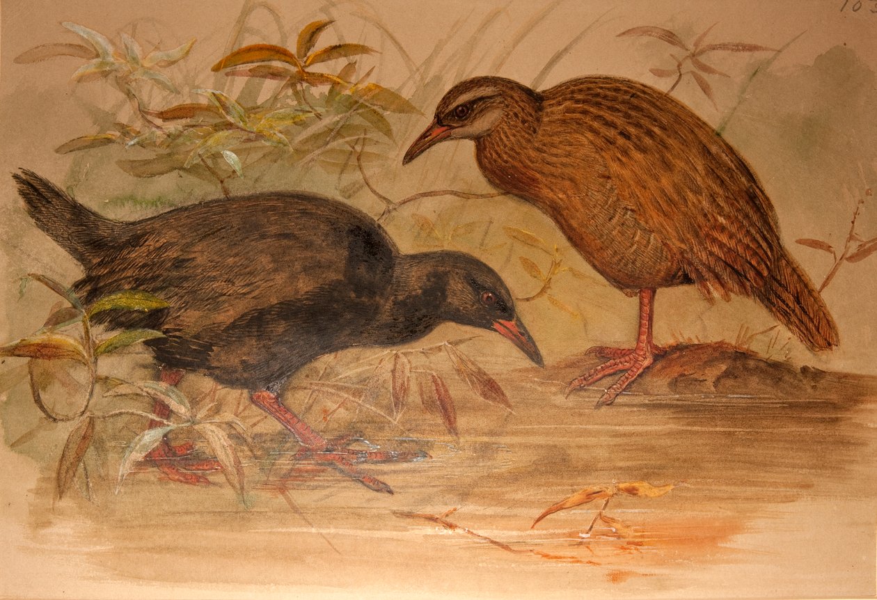 Weka Rail (Ocydromus australis), n.1851-76 (wc ja kynä paperille) tekijältä Joseph Wolf