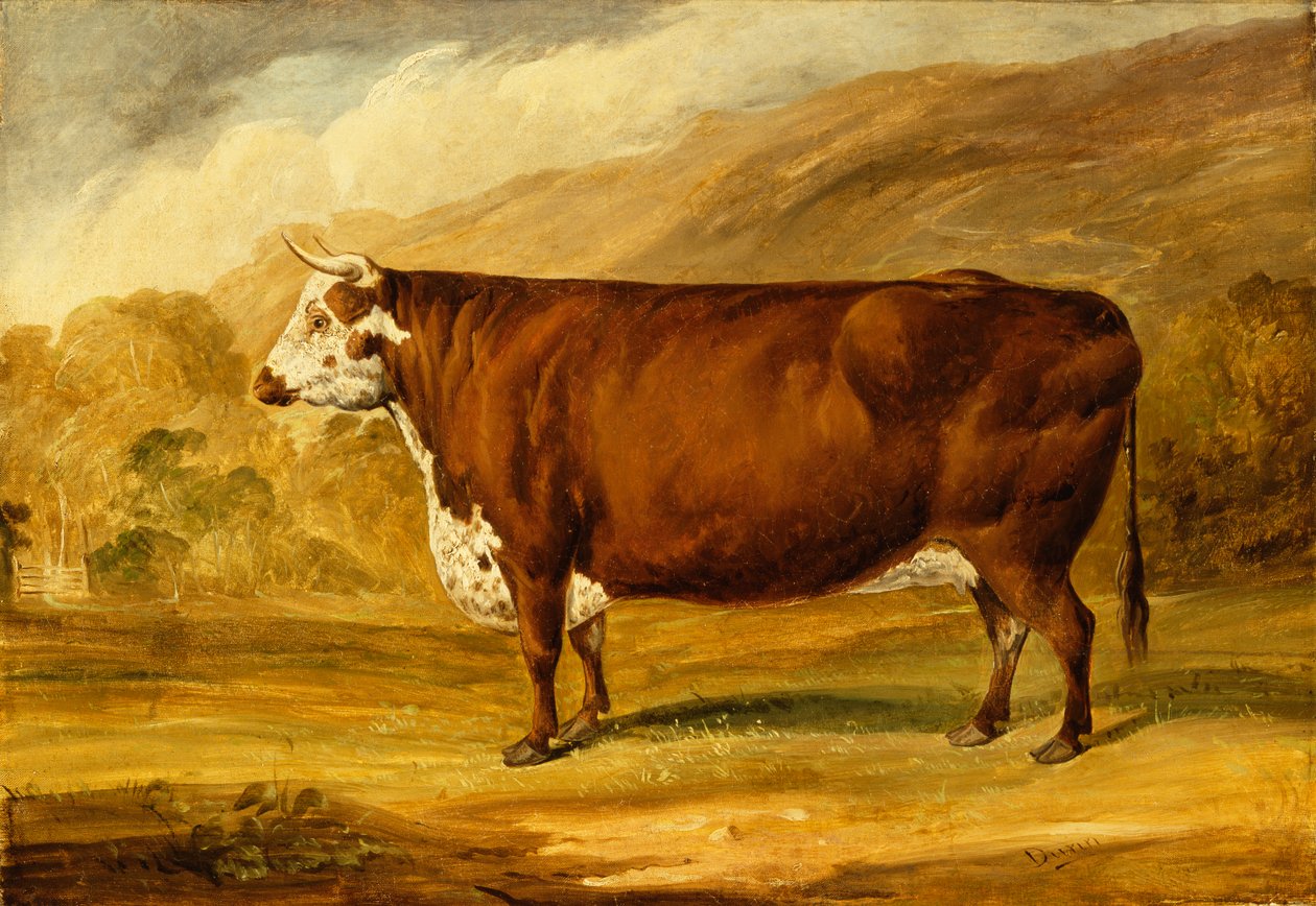 Hereford Bull (öljy kankaalle) tekijältä Joseph Dunn
