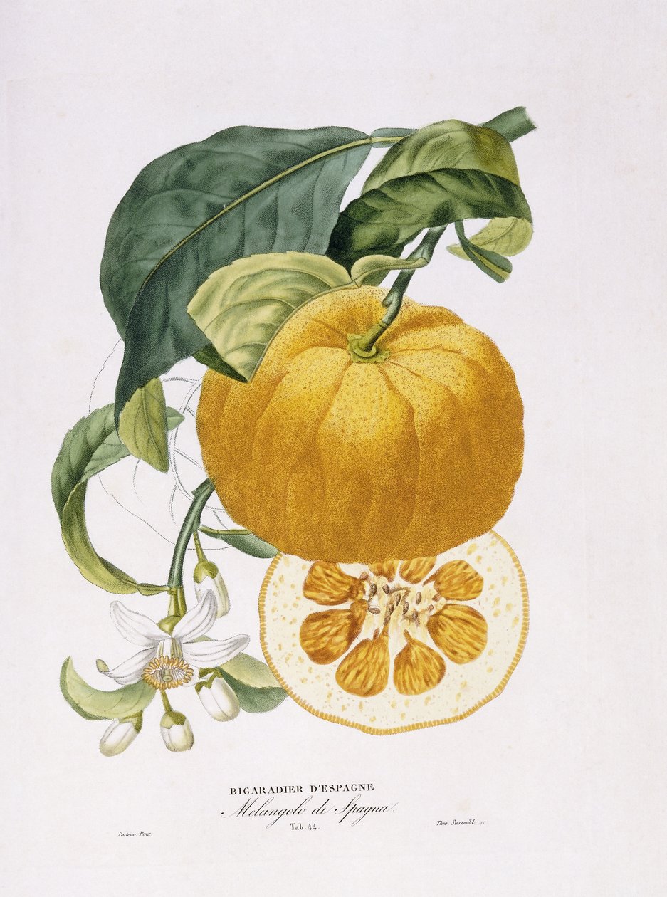 Appelsiinipuiden luonnonhistoria, 1818-20 tekijältä Joseph Antoine Risso