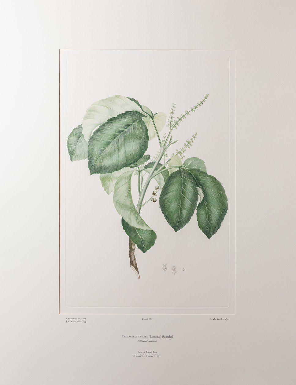 Allophyllus cobbe (Sapindaceae) - Levy 365, Banks